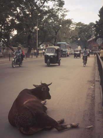 Eine Kuh auf der Straße liegend in Indiens Hauptstadt Delhi | Bild: picture-alliance/dpa