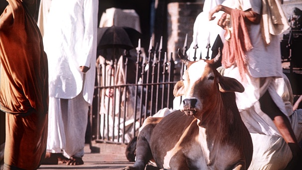 Eine Heilige Kuh liegt vor dem Jaganath-Tempel in Puri/Orissa | Bild: picture-alliance/dpa