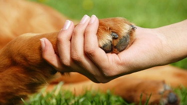 Menschenhand hält Hundepfote | Bild: colourbox.com