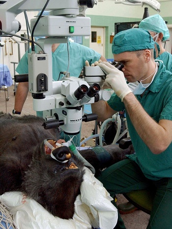 Der Tierarzt David Gould operiert an der Universität von Bristol mit einem Operationsmikroskop den Flachland-Gorilla | Bild: picture-alliance/dpa