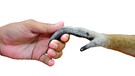 Menschenhand hält Affenhand | Bild: colourbox.com