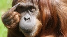 Orang-Utan tippt sich an die Stirn | Bild: picture-alliance/dpa