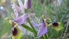 Eine Wespen-Ragwurz, gehört zu der Gattung der Orchideen | Bild: picture-alliance/dpa
