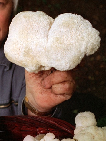 Mann hält weißen Pilz hoch, der so groß ist wie zwei Fäuste | Bild: picture-alliance/dpa