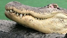 Krokodile | Bild: picture-alliance/dpa