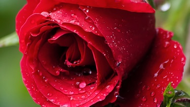 rote Rose | Bild: colourbox.com