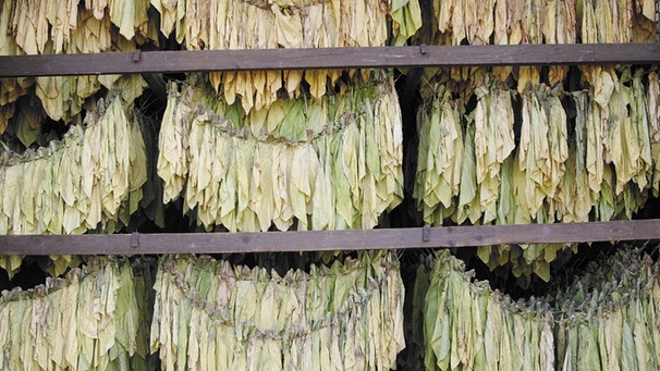 Getrocknete Tabakpflanzen in einem Trockensilo | Bild: picture-alliance/dpa
