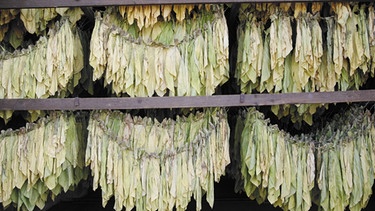 Getrocknete Tabakpflanzen in einem Trockensilo | Bild: picture-alliance/dpa