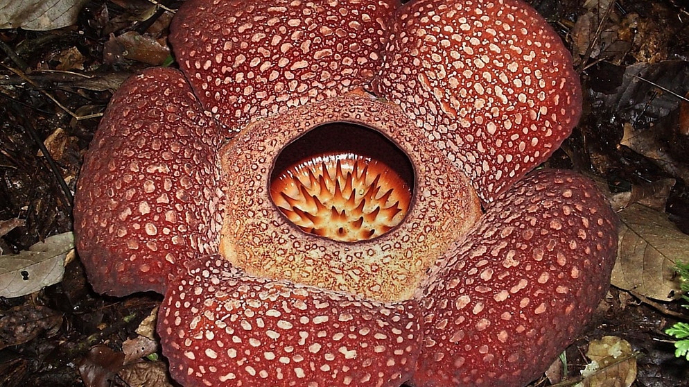 Rafflesia (größte Blüte der Welt, mit einem Meter Durchmesser) blüht im tropischen Regenwald von Indonesien | Bild: picture-alliance/dpa