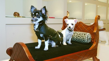 Zwei Chihuahuas sitzen in einer Luxusboutique in Hamburg auf einem italienischen Hundebettchen | Bild: picture-alliance/dpa