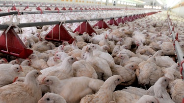 Rund 4000 Hähnchen sind ein einem modernen Hühnerstall in Niedersachsen zu sehen | Bild: picture-alliance/dpa
