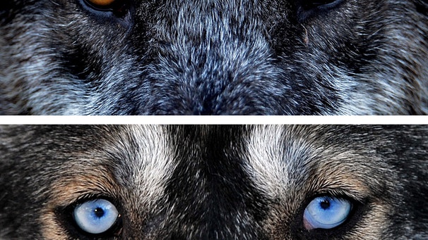 Ein Wolf und ein Husky_Europäische Jäger und Sammler domestizierten die ersten Hunde. Das belegt eine genetische Studie die ein Forscher-Team von der finnischen Universitä | Bild: picture-alliance/dpa
