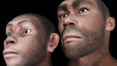 Neandertaler | Bild: colourbox.com