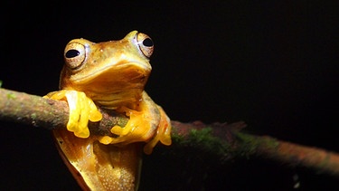 Frosch hängt an einem Zweig | Bild: picture-alliance/dpa