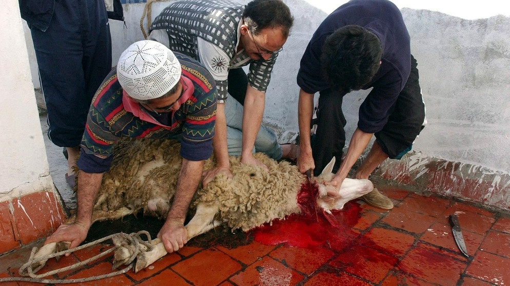 Muslime beim rituellen Schlachten eines Schafs beim islamischen Opferfest | Bild: picture-alliance/dpa