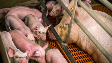 Schweinezucht | Bild: picture-alliance/dpa