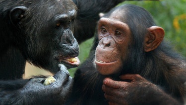 Zwei Schimpansen | Bild: picture-alliance/dpa