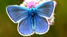 Schmetterling: Hauhechel-Bläuling | Bild: picture-alliance/dpa