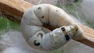 Eine Seidenraupe auf einem Gestell mit Kokons | Bild: picture-alliance/dpa 