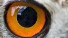 Auge eines Uhus | Bild: picture-alliance/dpa