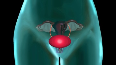 Urogenital-System | Bild: colourbox.com