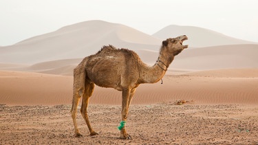 Rufendes Kamel in den Sanddünen am Erg Chegaga in der Sahara-Wüste bei Mhamid, Marokko, Afrika | Bild: picture alliance / imageBROKER | Stefan Kiefer 