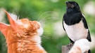 Eine Katze und ein Vogel | Bild: colourbox.com