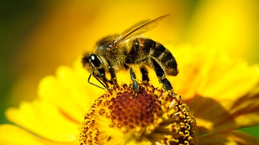 Honigbiene | Bild: colourbox.com