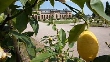 Zitronenbaum vor einer Orangerie | Bild: picture-alliance/dpa