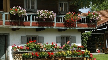 Blumenkästen mit Geranien in Rot und Rosa hängen am Balkon eines Bauernhauses in Bayern.  | Bild: picture-alliance/dpa