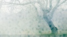 Baum im Nebel mit Blütenmuster | Bild: colourbox.com, Montage: BR/Lydia Gamig