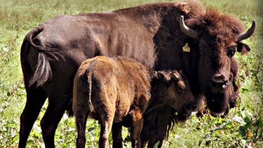 Bisons auf der Weide | Bild: Hofmetzgerei Wiesheu