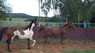 Impressionen von den bunten Pferden von der Sulzenmühle | Bild: Br/Norbert Steiche