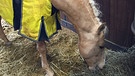 Pferd im Stall beim Fressen | Bild: BR/Claudia Stern