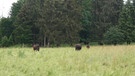 Am Hartschimmelhof bei Pähl in Oberbayern, gibt es noch Huteweiden auf denen heute Galloway-Rinder grasen. | Bild: Angela Braun / BR