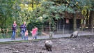 Schwarzwild suhlt sich gerne - Impressionen im Tierpark Sommerhausen | Bild: Ansgar Nöth, BR