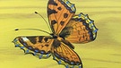 Schmetterling auf einem bemalten Sarg von Alfred Opiolka | Bild: BR / Viktoria Wagensommer