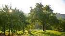 Apfelbäume eines Schnapsbrenners im Kahlgrund | Bild: Arno Dirker (Mömbris)
