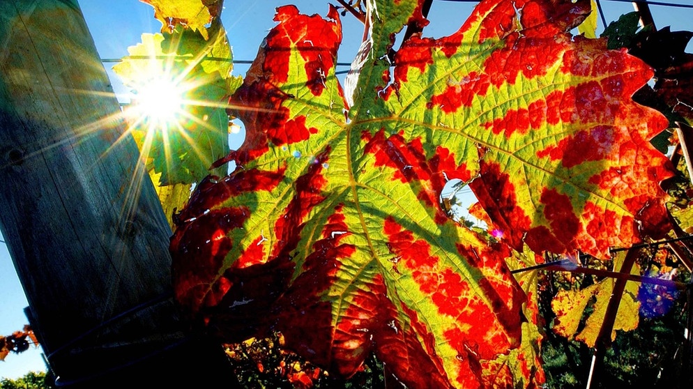 Buntes Weinlaub im Herbst | Bild: picture-alliance/dpa