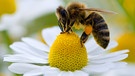 Biene sammelt Blütenpollen | Bild: picture-alliance/dpa
