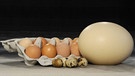 Größenvergleich von Wachtel-, Hühner- und Straußenei. Zu Ostern gibt es hartgekochte Hühnereier als Ostereier ins Osternest. | Bild: picture alliance / blickwinkel