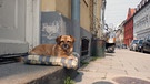 Haidhausener Straße, ein Hund liegt auf einem Kissen in der Sonne | Bild: picture-alliance/dpa
