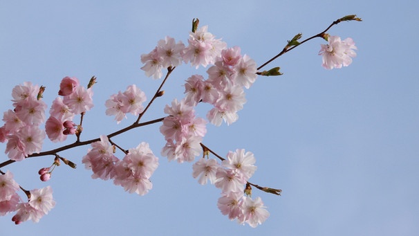 Kirschblüten | Bild: picture-alliance/dpa