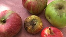 Äpfel von Obstbäumen aus dem Fichtelgebirge | Bild: BR / Anja Bischof