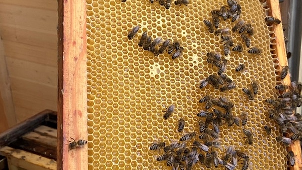 Bienenwabe | Bild: BR / Doris Bimmer