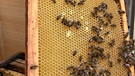 Bienenwabe | Bild: BR / Doris Bimmer