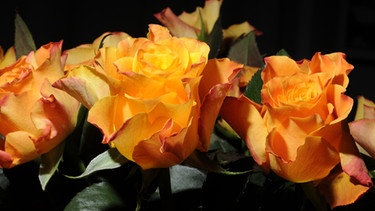 Rosen in der Vase | Bild: picture-alliance/dpa