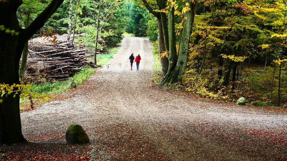 Spaziergänger im Wald | Bild: colourbox.com