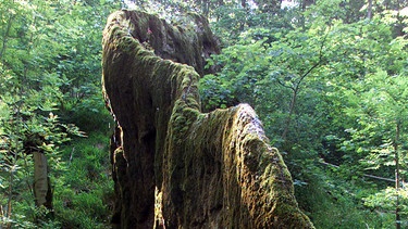 Den "Johannisfelsen", auch "Wachsender Felsen" genannt, betrachtet eine Frau im niederbayerischen Usterling | Bild: picture-alliance/dpa