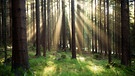 Wald in Franken | Bild: picture-alliance/dpa